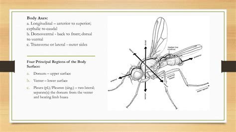 Solution External Anatomy Of Insects Part 2 Studypool