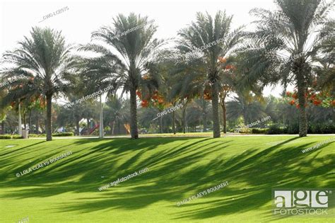 Palm Trees In Zabeel Park Dubai Stock Photo Picture And Rights
