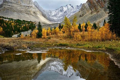 The 5 ‘golden Larches Hikes In Kananaskis You Cant Miss Explore