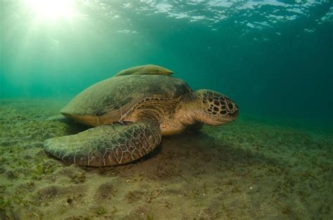Green Turtle Photo By Richard Southern National Geographic Your Shot