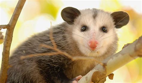 Opossums Facts Diet And Habitat Information