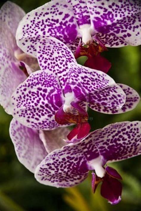 Orchids Beautiful Flowers Orchids Flowering Trees