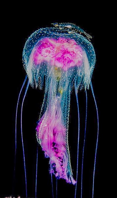 Beautiful Jellyfish Underwater Creatures Beautiful