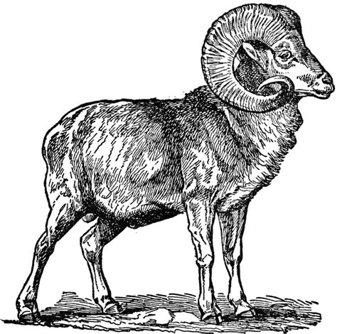 Find over 100+ of the best free mountain goat images. Mountain goats clipart 20 free Cliparts | Download images ...