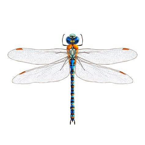 Dragonfly Realistic Isolated 444288 Vector Art At Vecteezy