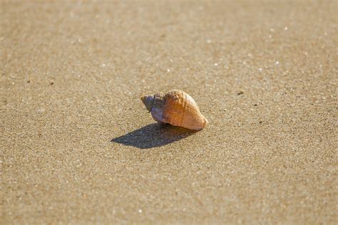 Free Images Beach Sand Ocean Wood Low Tide Material Shell
