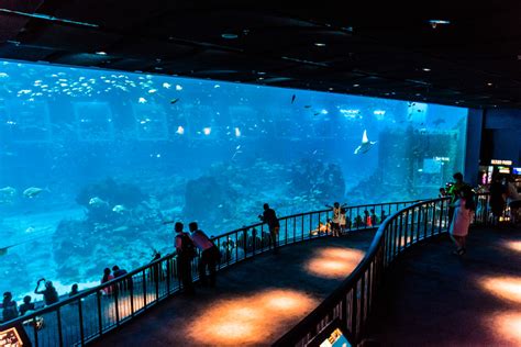 Sea Aquarium In Singapore The Largest In The World — No Destinations
