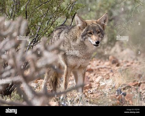 Arizona Coyote Animal Hi Res Stock Photography And Images Alamy