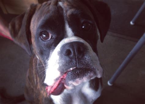 Signs of an allergic reaction when your cat is stung by a bee or wasp weakness or collapsing vomiting rapid breathing or difficulty breathing excessive swelling around. Ask A Vet: What Do I Do If My Dog Gets Stung By A Bee?