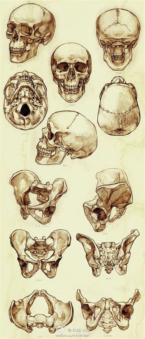 Skull Sketches Skull Reference Anatomy Reference Drawing Reference