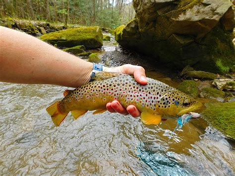 9 Top Rated Fly Fishing Regions In Pennsylvania Planetware