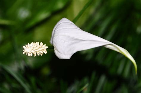 Heres All That You Wanted To Know About Peace Lily Plants