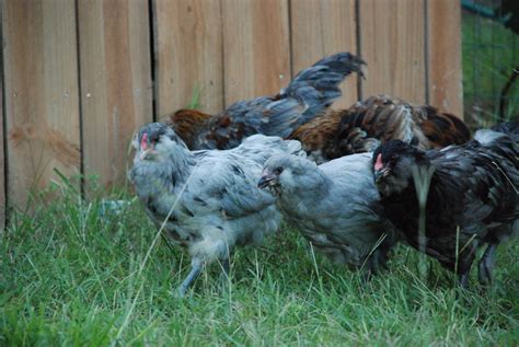 What Sex Backyard Chickens Learn How To Raise Chickens