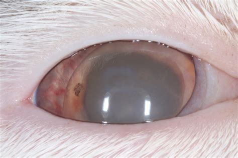 Luxation secondaire du cristallin chez un chat âgé | Vision Animale