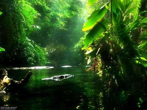 Nature Green Jungle Wallpaper Best Free Download Backgrounds