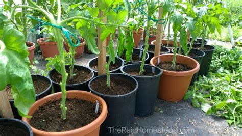 How And Why You Should Prune Tomato Plants The Reid