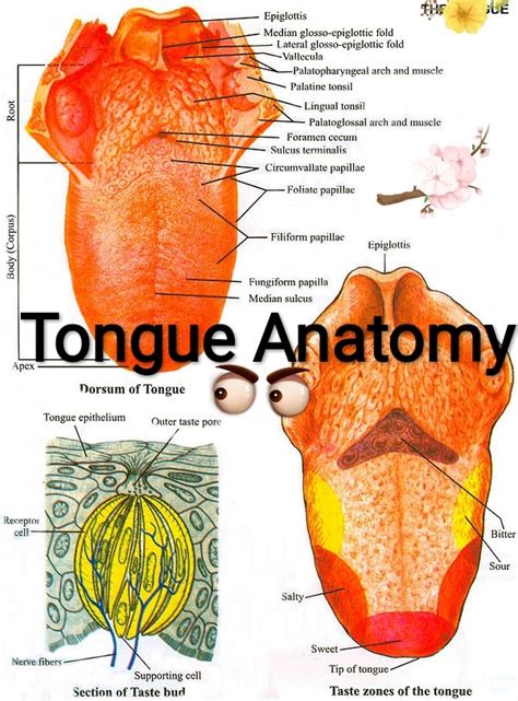 Chart Human Tongue Anatomy