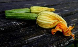 Wolves and bears are a dangerous enemy of deer. Can Rabbits Eat Zucchini: Skin, Leaves or Flowers?