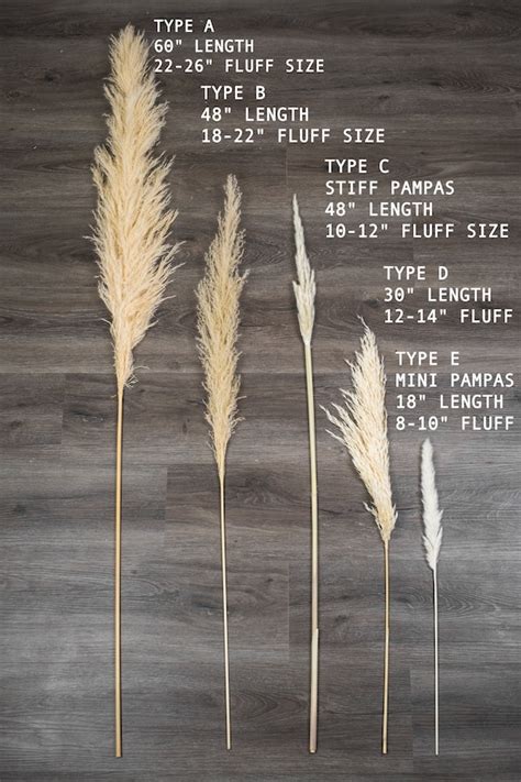 New 1 Piece Natural Pampas Grassassorted Sizeshome Etsy