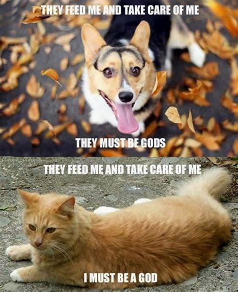 Funny Dog Memes Funny Cats And Dogs Silly Cats Funny Animal Memes