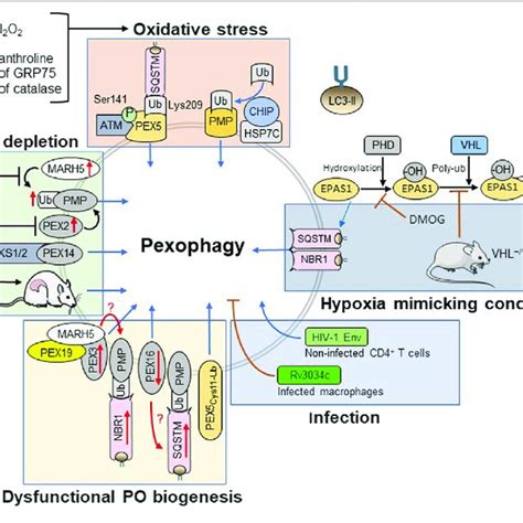 Selective Autophagy Pathways And Pexophagy Receptors A Types Of Download Scientific