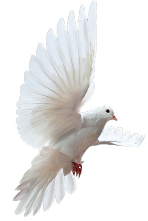 Dove Png 41738 Free Icons And Png Backgrounds