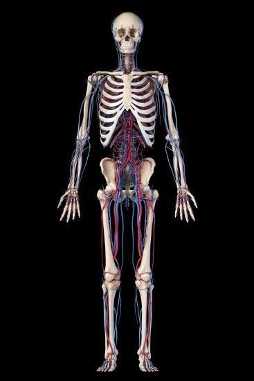Anatomy Of Human Skeleton With Veins And Arteries Front View On Black