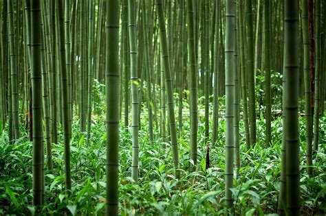 Beautiful Bamboo Forests 40 Pics Fast Growing Plants Bamboo Forest