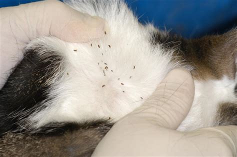 Cat Fleas - Ikari