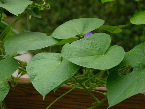 I since the sprayed an insectiside on the entire vine and that took care of that. File:Morning Glory Leaves 3284px.jpg - Wikimedia Commons