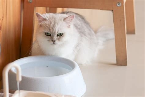What is the best cat food recommended by vets? InstantDig.com | Best vet-recommended foods for your pet cat