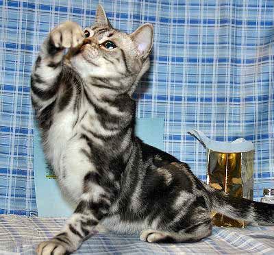 The domestic short haired cats also come with beautiful and captivating eyes in multiple lovely colors. American Shorthair Cats, Cat Breed, Domestic Shorthair Cat