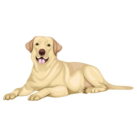 Premium Vector Labrador Retriever Dog Illustration