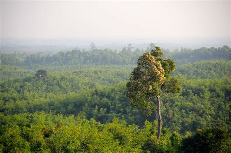 Jungle Myanmar Forest Free Photo On Pixabay