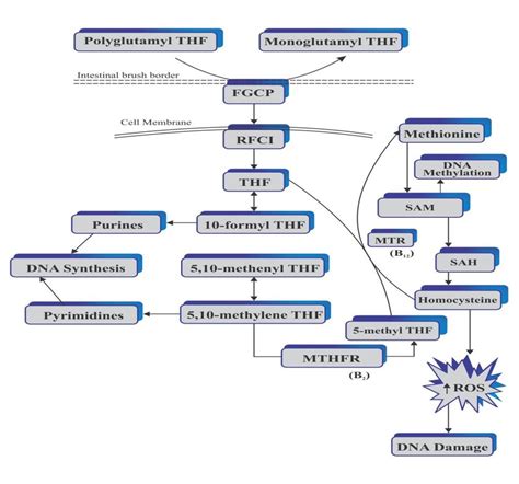 Schematic Pathway Showing Folate Metabolism The Enzymes Encoded By