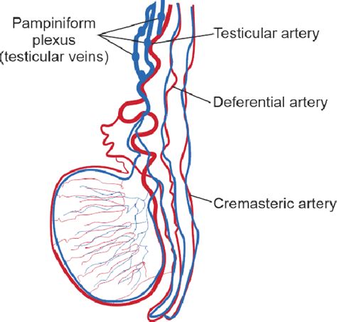 Testicular Vasculature The Testis Is Irrigated By Three Arteries The