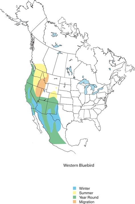 How To Identify A Western Bluebird Birds And Blooms