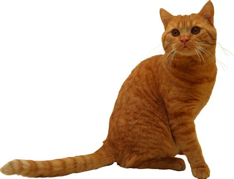 Sitting Cat Png Image Purepng Free Transparent Cc0 Png Image Library