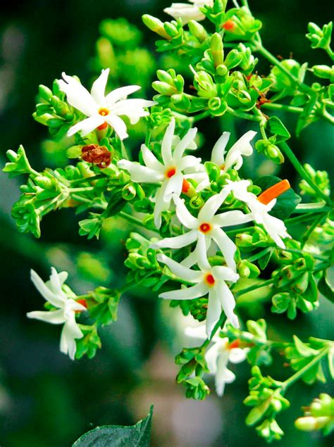 May 31, 2020 · while some flowering plants lure pollinators with their colors, others attract them with their scents. Parijat/Harsingar/ Night Flowering Jasmine,Coral Jasmine ...
