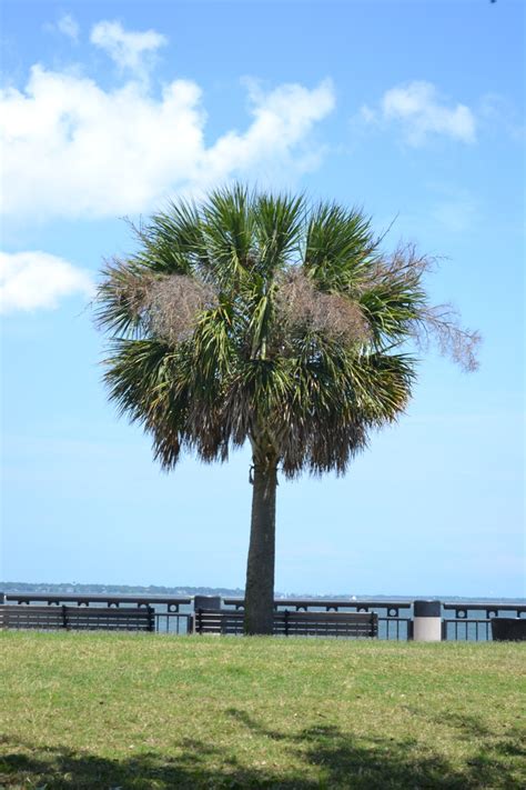 67 Best Images About Palmetto Tree On Pinterest Cabbages Charleston