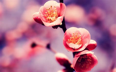 Dream Spring 2012 Springtime Wallpapers Hd Wallpapers 96848