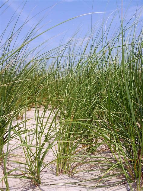 Beach Grass Free Photo Download Freeimages