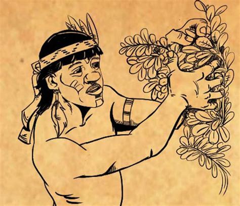¿cómo elaboraban y producían la yerba mate los guaraníes primera parte