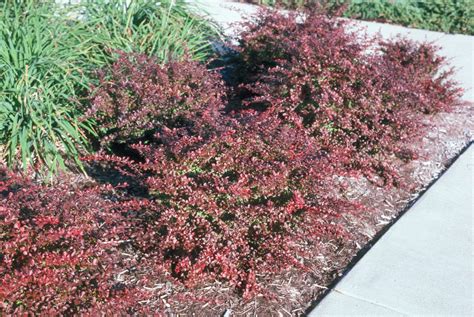 Crimson Pygmy Dwarf Japanese Barberry New Life Nursery