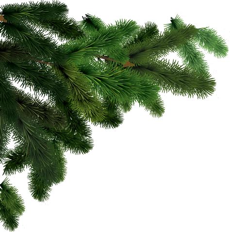 christmas-tree-branches-png-20-free-cliparts-download-images-on-clipground-2021