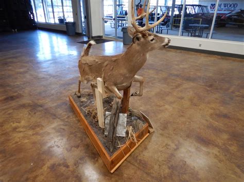 Whitetail Deer Taxidermy Mount Full Body Mount 8 Point