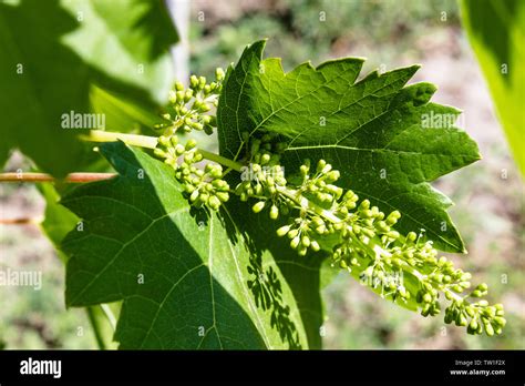 Immature Bunch Of Grapes Hi Res Stock Photography And Images Alamy