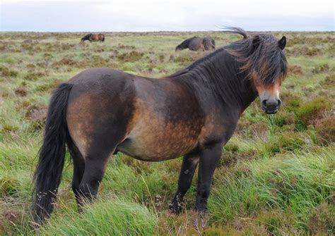 Exmoor Pony Welt Der Pferde