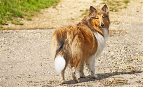 Scottish Dog Names 250 Awesome Name Ideas For Your Dog