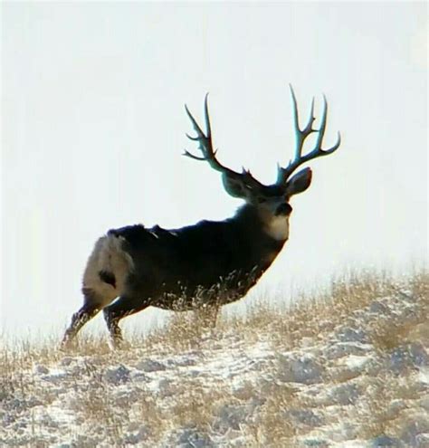 Pin By G B On Hunting Big Deer Mule Deer Whitetail Deer